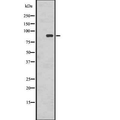 Phospho-RSK1 p90 (Thr359+Ser363) Antibody - Western blot analysis of Phospho-RSK1 p90 (T359+S363) using COLO205 whole cell lysates.