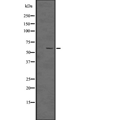 RNF20 Antibody - Western blot analysis of RNF20 using 293 whole cell lysates.