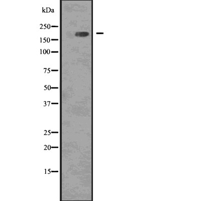 Phospho-EGFR (Tyr1068)[Tyr1092] Antibody - Western blot analysis of Phospho-EGFR ( Tyr1068 ) using COLO205 whole cell lysates.