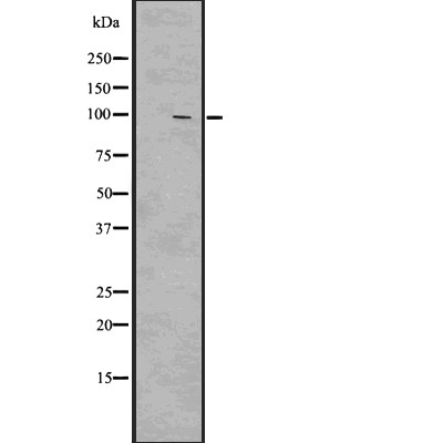 Clock Antibody - Western blot analysis of Clock using HT-29 whole cell lysates.