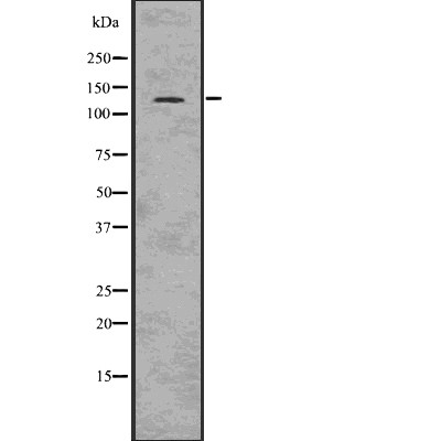JAG2 Antibody - Western blot analysis of JAG2 using K562 whole  lysates.