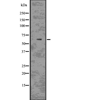 MAG Antibody - Western blot analysis of MAG using COLO205 whole  lysates.