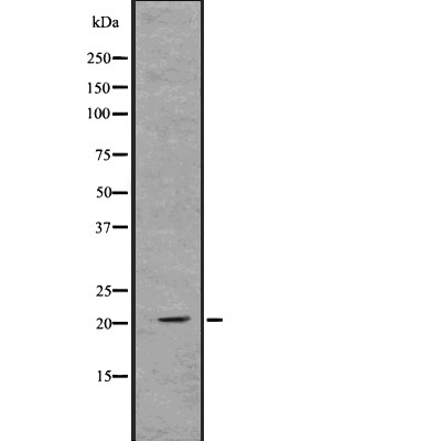 Ferritin Heavy Chain Antibody - Western blot analysis of Ferritin Heavy Chain using K562 whole  lysates.