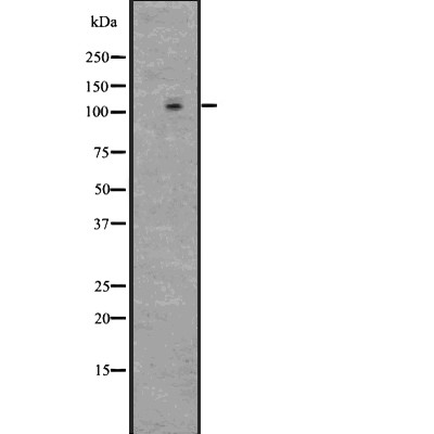 GPR48 Antibody - Western blot analysis of LGR4 using LOVO whole  lysates.