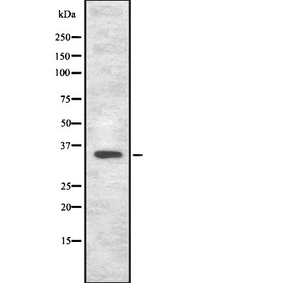 SIAH2 Antibody - Western blot analysis of SIAH2 using NIH-3T3 whole  lysates.