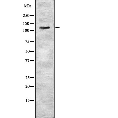 KSR1 Antibody - Western blot analysis of KSR1 using HuvEc whole  lysates.