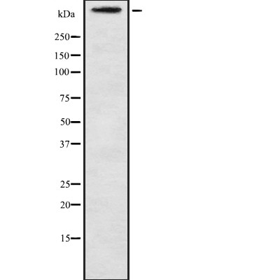 MUC16 Antibody - Western blot analysis of MUC16 using NIH-3T3 whole  lysates.