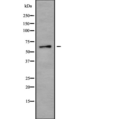 Copine 8 Antibody - Western blot analysis of Copine 8 using K562 whole cell lysates.