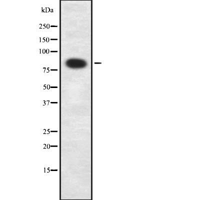 Elongin A1 Antibody - Western blot analysis of Elongin A1 using HuvEc whole cell lysates.