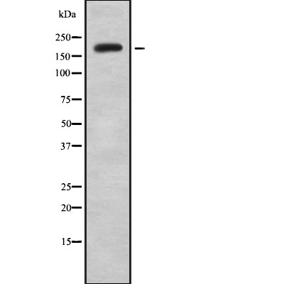KIF13B Antibody - Western blot analysis of KIF13B using K562 whole cell lysates.