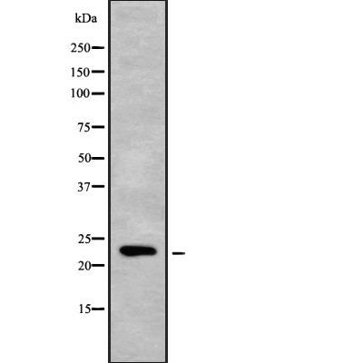 Mob3C Antibody - Western blot analysis of Mob3C using RAW264.