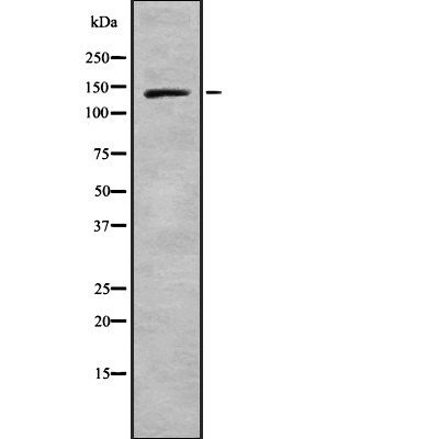 Nidogen Antibody - Western blot analysis Nidogen using K562 whole cell lysates.