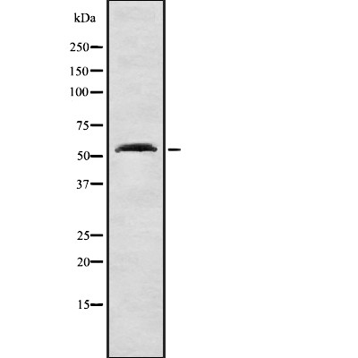 NIPA Antibody - Western blot analysis NIPA using HepG2 whole cell lysates.