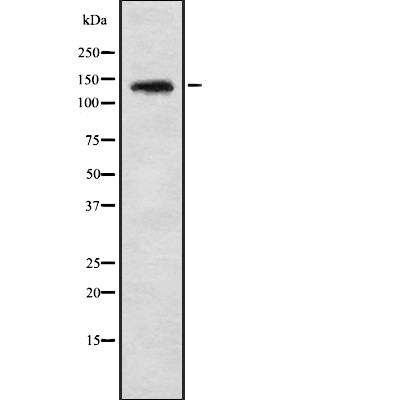 PHKA1/2 Antibody - Western blot analysis of PHKA1/2 using HeLa whole cell lysates.