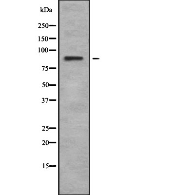 Rsk-4 Antibody - Western blot analysis of Rsk-4 using K562 whole cell lysates.