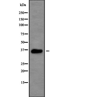 Rsu-1 Antibody - Western blot analysis of Rsu-1 using RAW264.