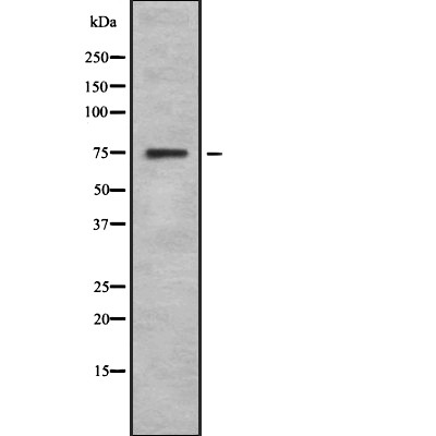 SPHK2 Antibody - Western blot analysis SphK2 using 293 whole cell lysates.