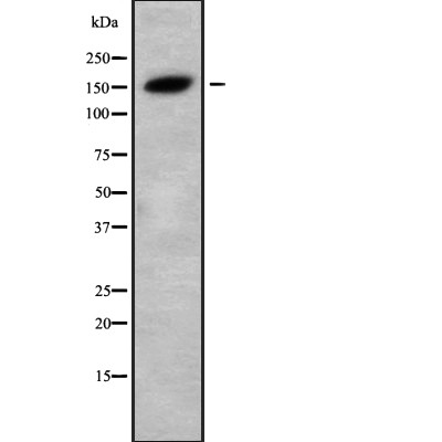 TAB182 Antibody - Western blot analysis of TAB182 using 293 whole cell lysates.