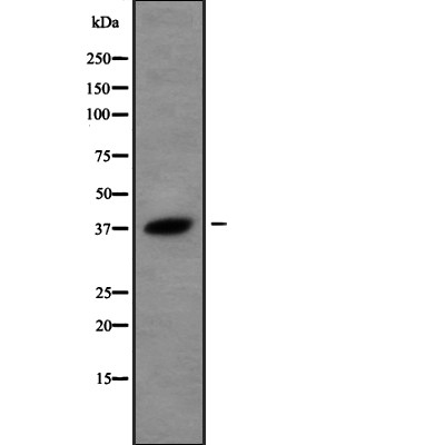 USP50 Antibody - Western blot analysis USP50 using A549 whole cell lysates.