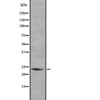 GEM Antibody - Western blot analysis of GEM expression in 293 lysates.