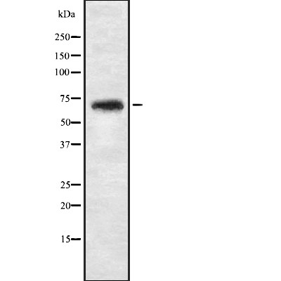 NBPF4 Antibody - Western blot analysis of NBPF4 expression in 293T whole cell lysates .