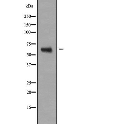 NR2C2 Antibody - Western blot analysis of NR2C2 expression in  293T cell lysates.
