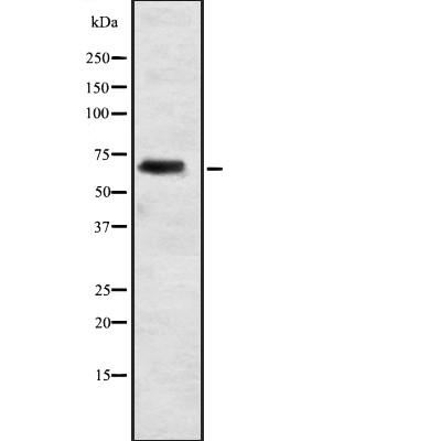 ELL2 Antibody - Western blot analysis of ELL2 expression in  293 cell lysates.