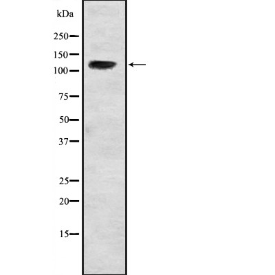 USP37 Antibody - Western blot analysis of USP37 expression in  Hela cell lysates.
