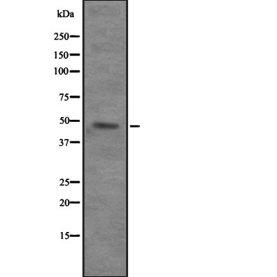 VPS4B Antibody - Western blot analysis of VPS4B expression in  293T whole cell lysates.