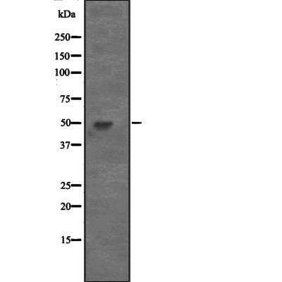 CCNA2 Antibody - Western blot analysis of CCNA2 expression in  NIH3T3 whole cell lysates .