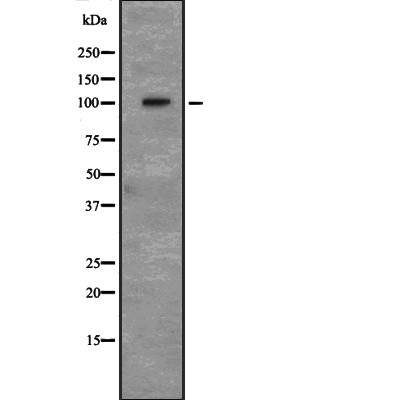 CD166 Antibody - Western blot analysis of CD166 expression in HEK293 cells .