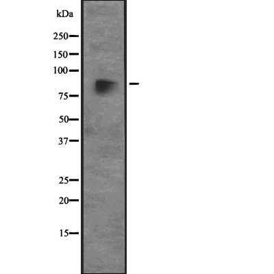 CUL4A Antibody - Western blot analysis of CUL4A expression in  Hela cell lysates.