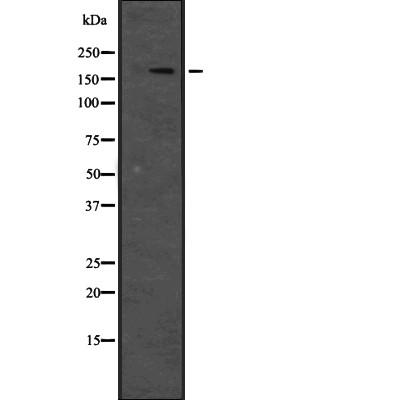 JIP4 Antibody - Western blot analysis of JIP4 expression in  Hela cell lysates.