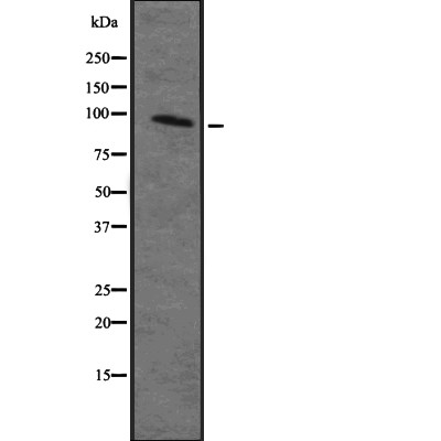 MAP4K2 Antibody - Western blot analysis of MAP4K2 Antibody expression in Ramos  cells lysates.