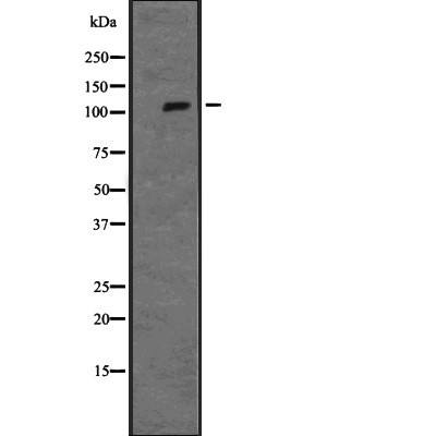 ERK5 Antibody - Western blot analysis of MAPK7 expression in  Hela cell lysates.