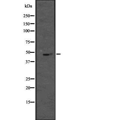 JNK1 Antibody - Western blot analysis of JNK1 expression in  Raji whole cell lysates .