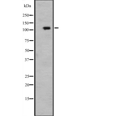 PMS1 Antibody - Western blot analysis of PMS1 expression in  A549 cell lysates .