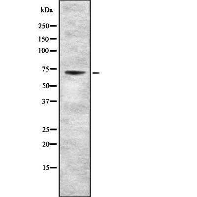 TORC2 Antibody - Western blot analysis of CRTC2 expression in HEK293 cells .