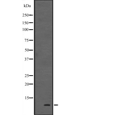 HOP Antibody - Western blot analysis of HOP expression in  Human fetal heart tissue lysates.