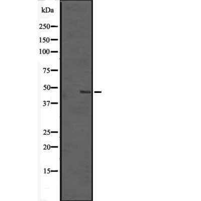 TMEM184B Antibody - Western blot analysis of TMEM184B expression in HEK293 cells .