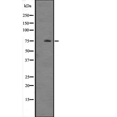 HSPA12A Antibody - Western blot analysis of HSPA12A expression in  Mouse brain tissue lysates .