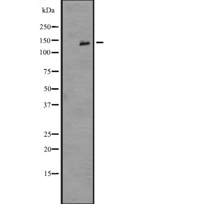 IL16 Antibody - Western blot analysis of IL16 expression in  A549 whole cell lysates .