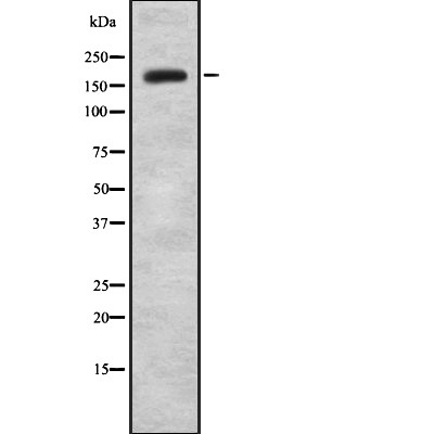 JAD1B Antibody - Western blot analysis of JAD1B expression in HEK293 cells .