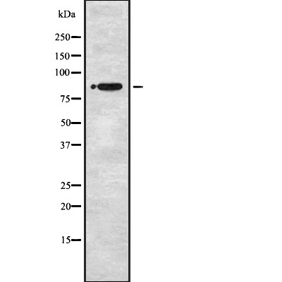 STRN1/3 Antibody - Western blot analysis of STRN1/3 expression in HEK293 cells.