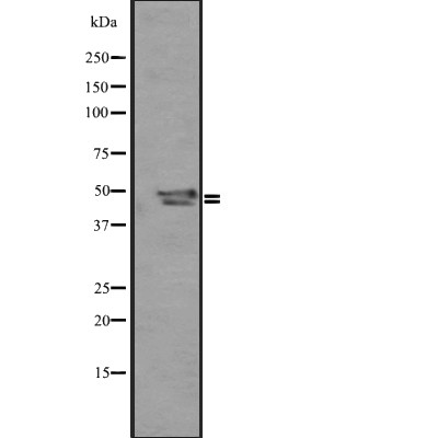 SP5/8/9 Antibody - Western blot analysis of SP5/8/9 expression in  Mouse liver ti 721_B whole cell lysates .