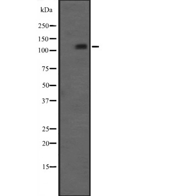 PIK3CA Antibody - Western blot analysis of PIK3CA expression in Jurkat cell lysates.