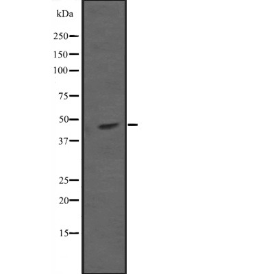 MKK7 Antibody - Western blot analysis of MAP2K7 expression in  Hela cell lysates.