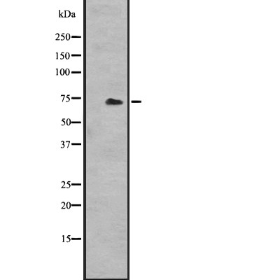 HSP70 Antibody - Western blot analysis of HSPA1A expression in  Hela cell lysates.