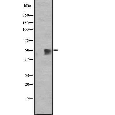 GPR12 Antibody - Western blot analysis of GPR12 expression in HEK293 cells .