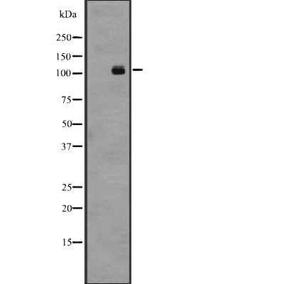 GPR48 Antibody - Western blot analysis of GPR48 expression in Jurkat cell lysates.